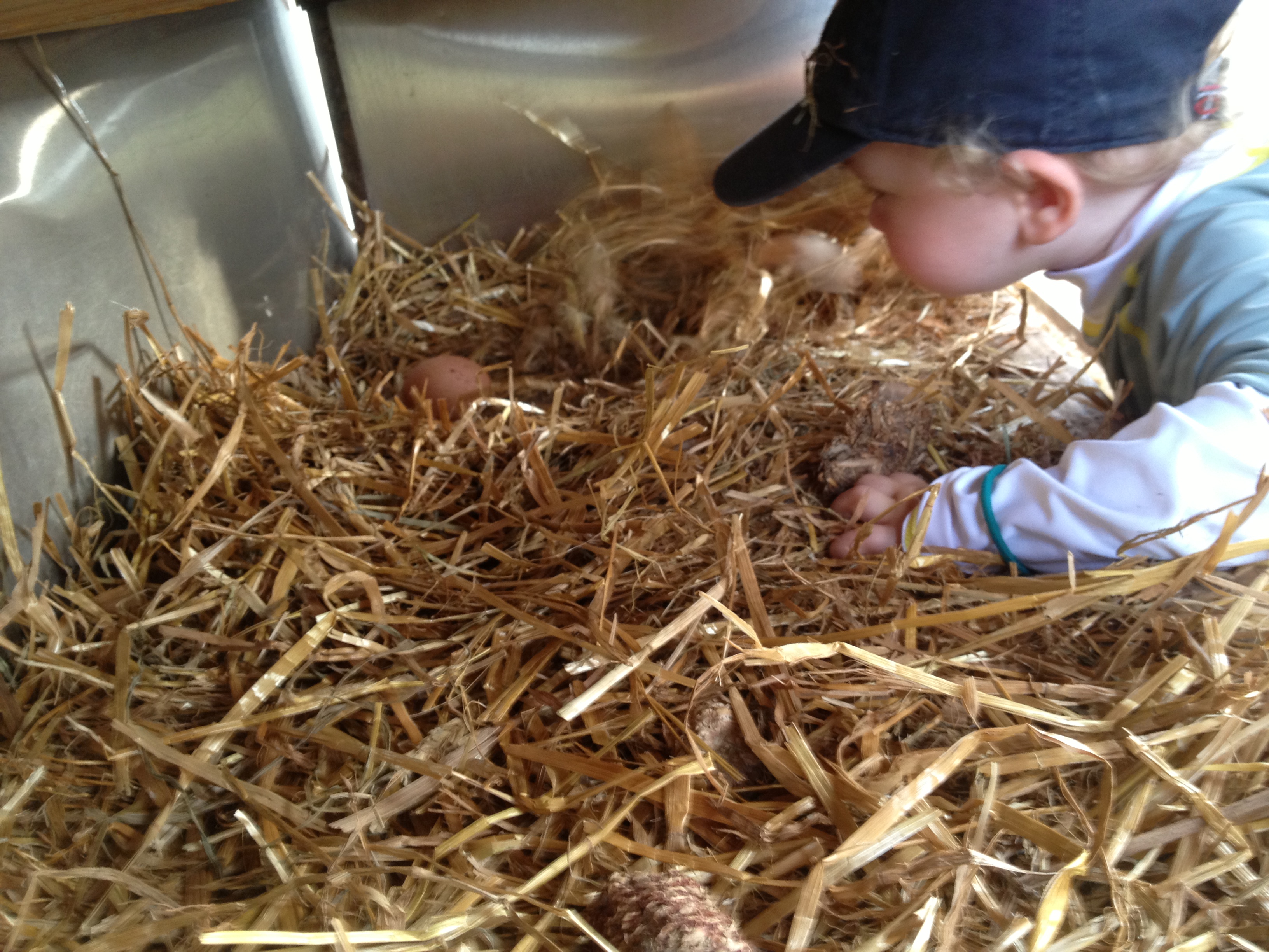 hand gathered pasture raised organic egg